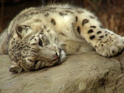 Snow Leopard