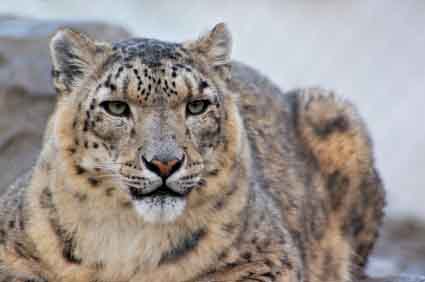 Snow Leopard
