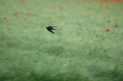 Swallow