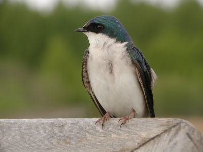 Swallow