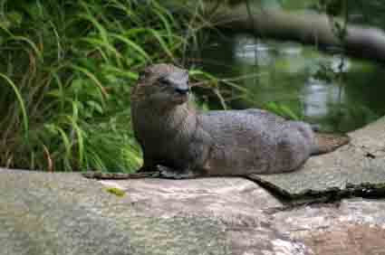 Otter